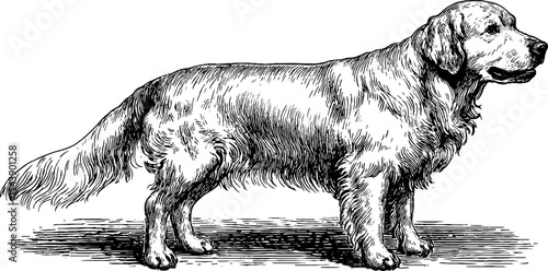Detailed illustration of a golden retriever with a wagging tail