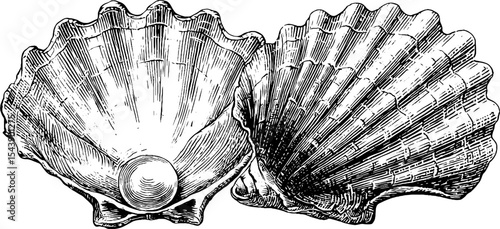 Glimmering pearl resting inside an open seashell - elegant nautical design for decoration