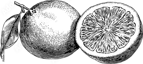 Highly detailed black and white illustration of sliced orange with visible pulp for food design