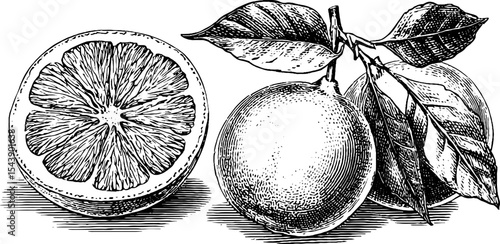 Highly detailed black and white drawing of sliced orange with visible pulp and leaves