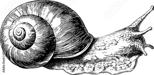 Highly detailed vintage spiral snail shell illustration for nature design