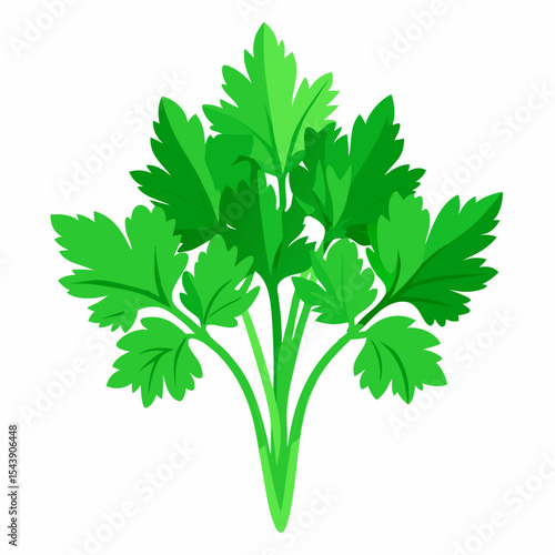 parsley isolated on white background