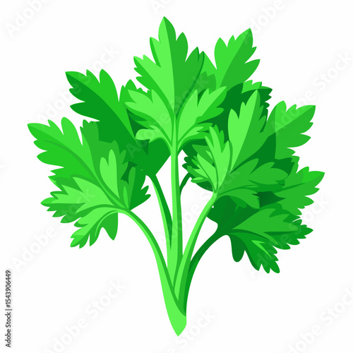 parsley isolated on white background