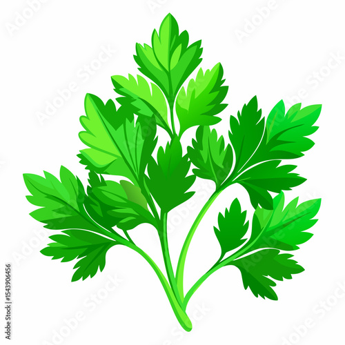 parsley isolated on white