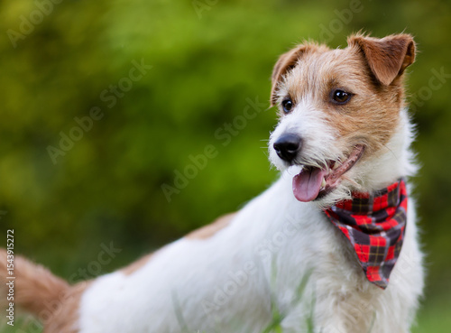 Cute panting dog puppy with bandana in summer. Pet purchase and ownership concept.