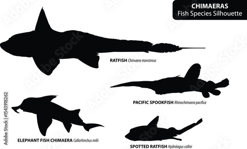 Chimaeras Fish Species Silhouette Vector Set with Scientific Names