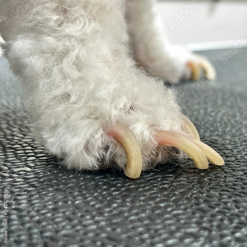 Close up of a dog’s paw with overgrown nails, ideal for veterinary advice, pet grooming tutorials, and animal wellness content.