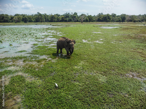 Wild Elephant in Kumana-Pottuvil - Sri Lankan Coastal Wilderness