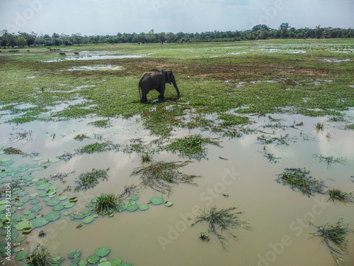 Wild Elephant in Pottuvil Reserve - Sri Lankan Wildlife Sanctuary