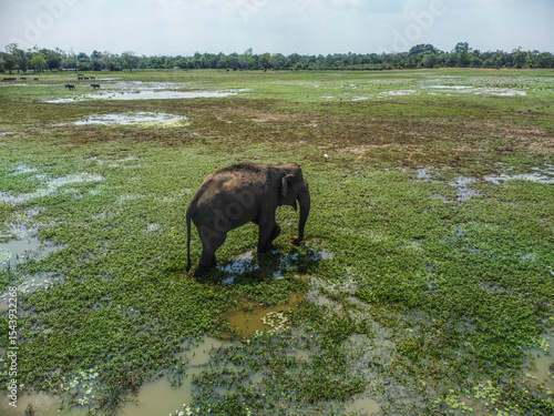 Wild Elephant in Kumana-Pottuvil - Sri Lankan Coastal Wilderness