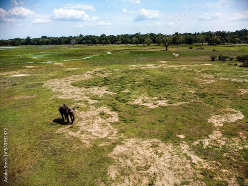 Wild Elephant in Pottuvil Reserve - Sri Lankan Wildlife Sanctuary