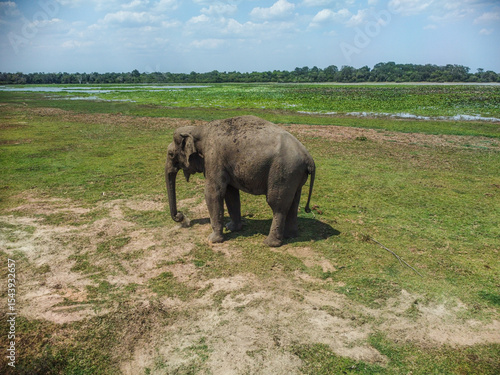 Wild Elephant in Kumana-Pottuvil - Sri Lankan Coastal Wilderness