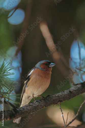 Chaffinch sitting on a branch, Finch bird 
