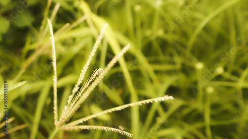 Close-up of wild grass (Digitaria species) with green leaves and seed heads in natural sunlight. Macro nature background perfect for agriculture, ecology, and organic design concepts