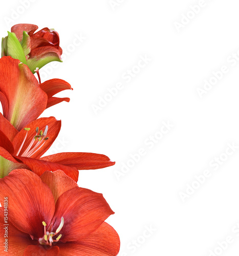 Red amaryllis flowers and b...