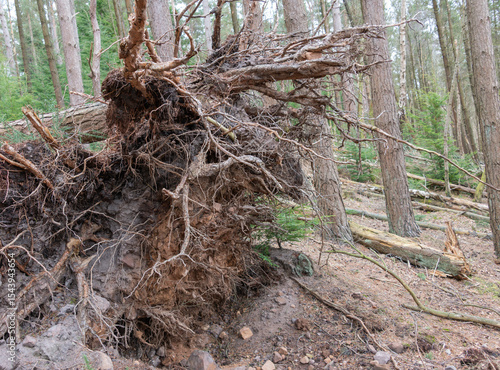 Wall Mural The upturned root plate of a windblown tree, showing the shallow soils on a hillside