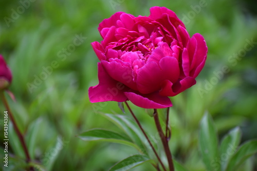 Wallpaper Mural pink tulip on green background Torontodigital.ca