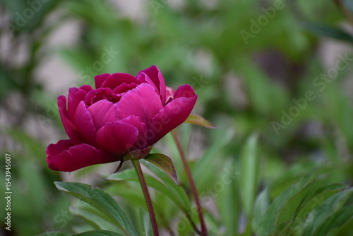 Wallpaper Mural pink tulip in the garden Torontodigital.ca