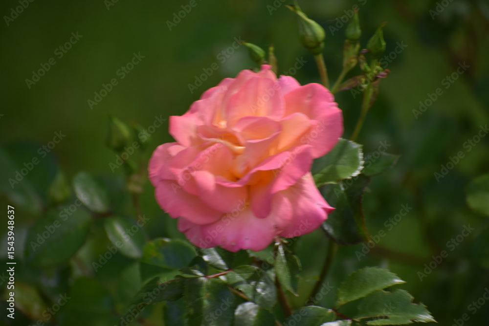 pink rose in garden pink rose in garden