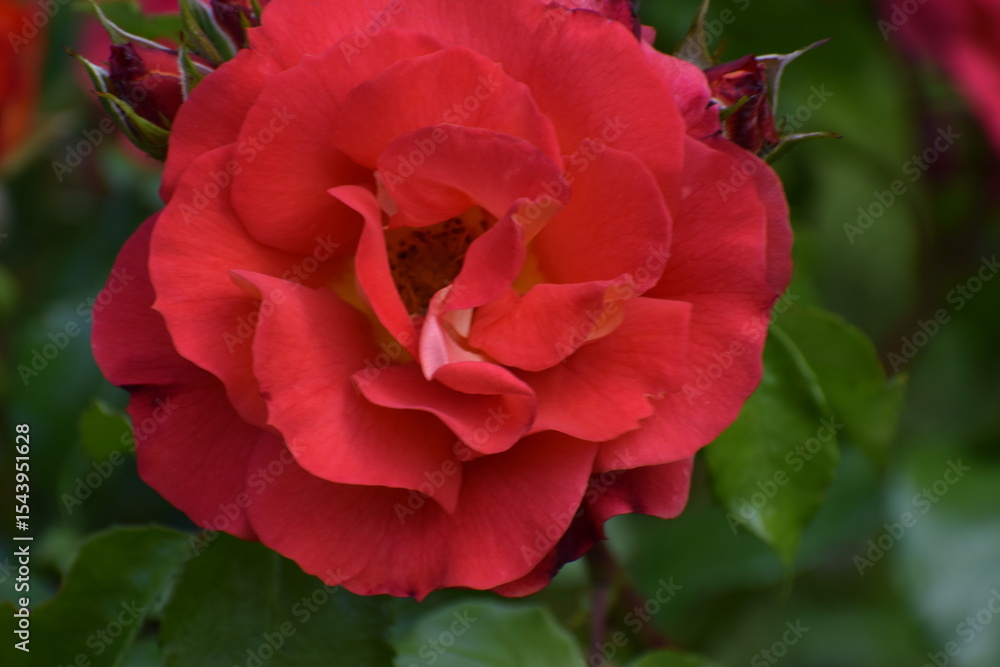 Fototapeta premium red rose in garden