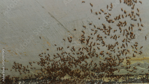 Close-up of a massive swarm of small reddish-brown ants on an aged, cracked concrete surface. Perfect for pest control ads, nature documentaries, entomology studies, and infestation concepts
