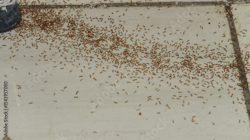 Close-up of a massive swarm of small reddish-brown ants on an aged, cracked concrete surface. Perfect for pest control ads, nature documentaries, entomology studies, and infestation concepts