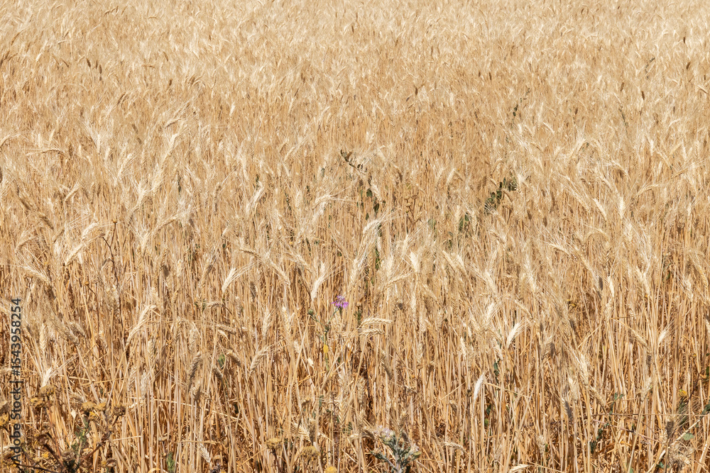 Las Cabezas de San Juan, Seville Province, Andalusia, Spain. Golden wheat fields. Las Cabezas de San Juan, Seville Province, Andalusia, Spain. Golden wheat fields.