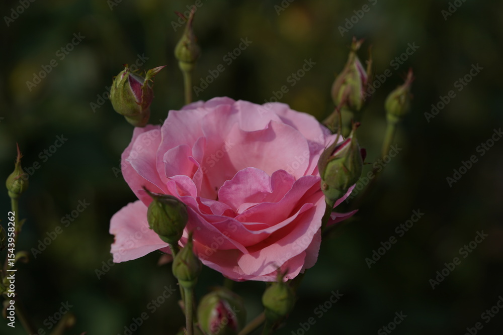 pink valentine roses and rose buds pink valentine roses and rose buds