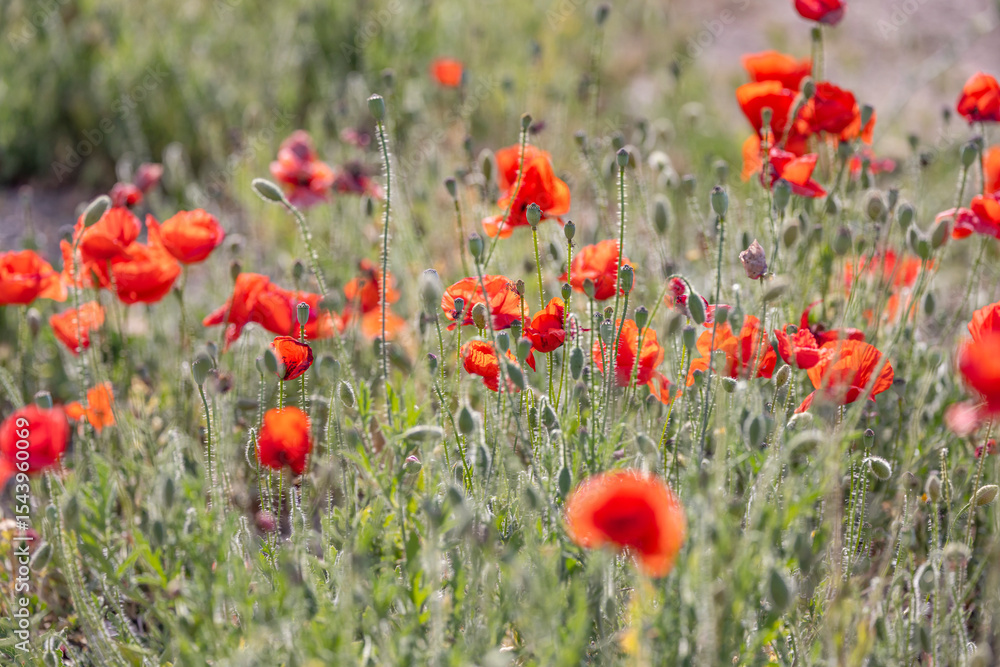 Obraz premium Montefrio, Granada, Andalusia, Spain. Wild poppies growing.