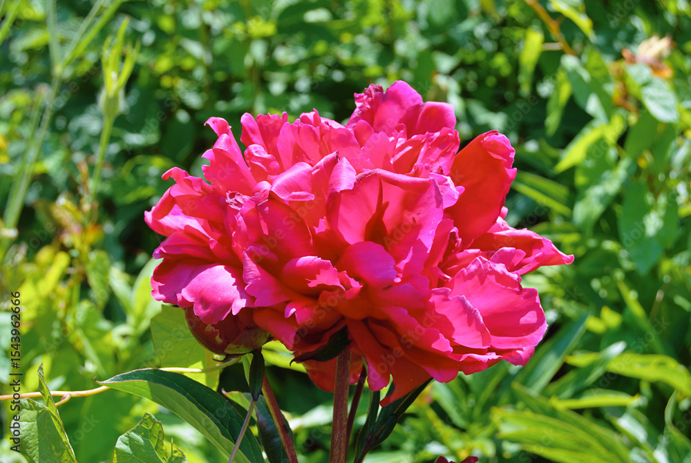 Fototapeta premium The peony is a flowering plant in the genus Paeonia, the only genus in the family Paeoniaceae