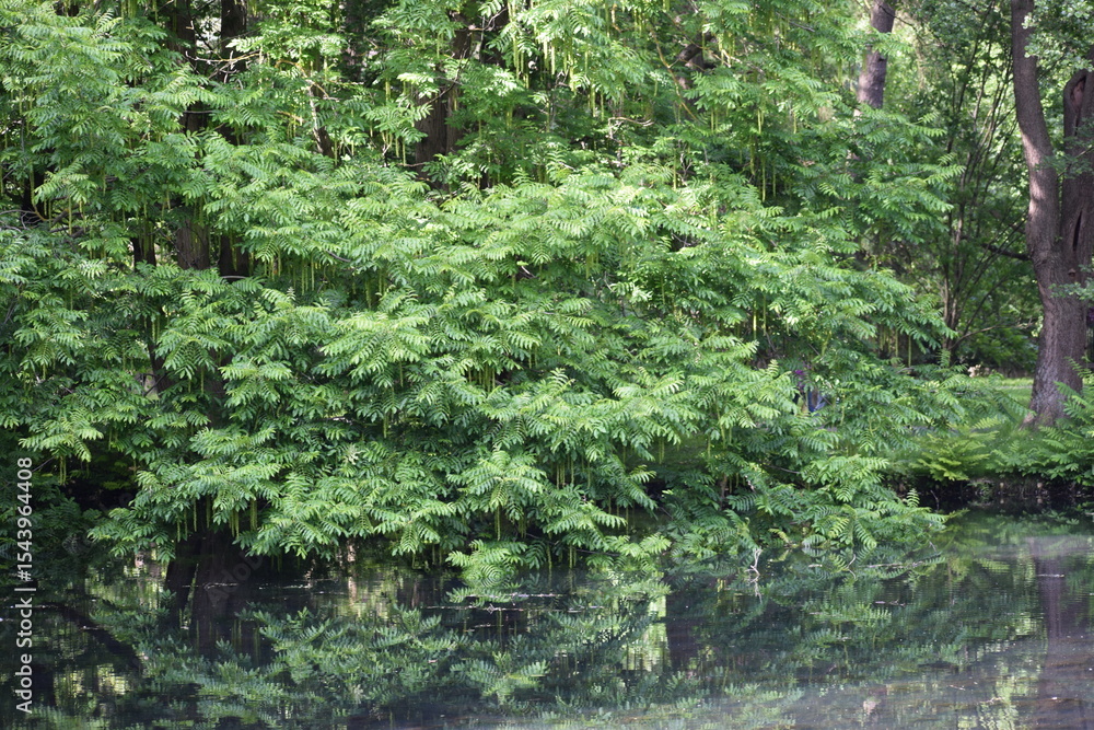 Fototapeta premium green tree in forest ....