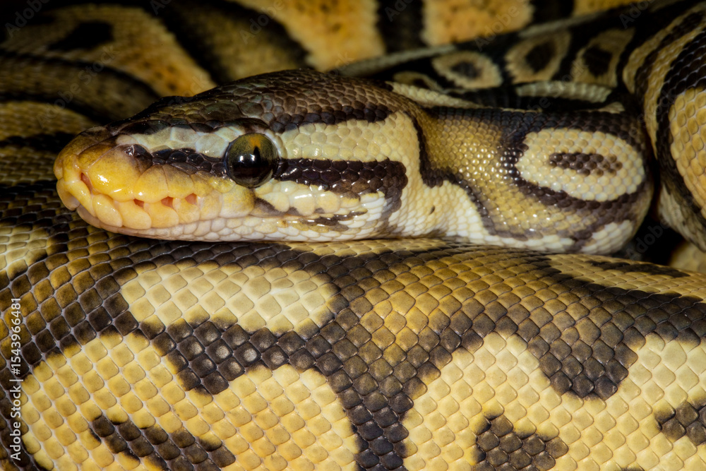 Close up view of Ball pythons. Close up view of Ball pythons.