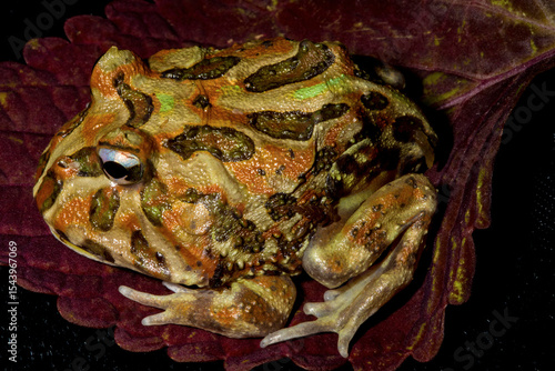 Foto Close up view of Pacman frog.