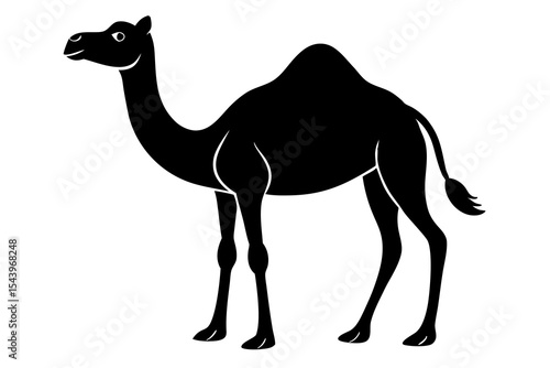 camel in desert