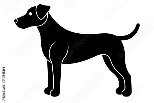 black and white dog