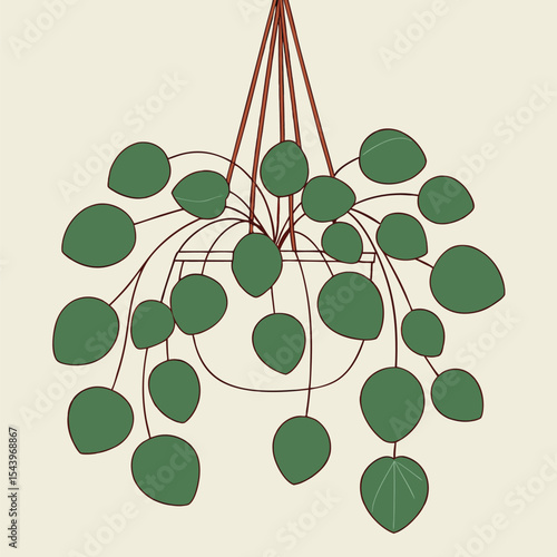 Hanging basket shows many green chinese money plant leaves and brown stems