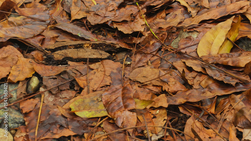 Wet, detailed texture of fallen autumn leaves on a forest floor. Ideal natural background for fall seasonal designs, marketing, and nature conservation themes