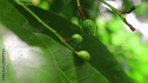 Detailed macro of unripe green mango fruits forming on a twig, set against a vibrant bokeh background of tropical leaves. Ideal for agriculture, farming, and plant biology content
