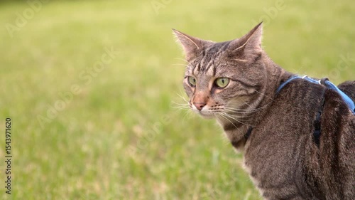 Wallpaper Mural Bengal Tiger Cat looking around in grass slow motion, shot at 1200 frames per second.
 Torontodigital.ca