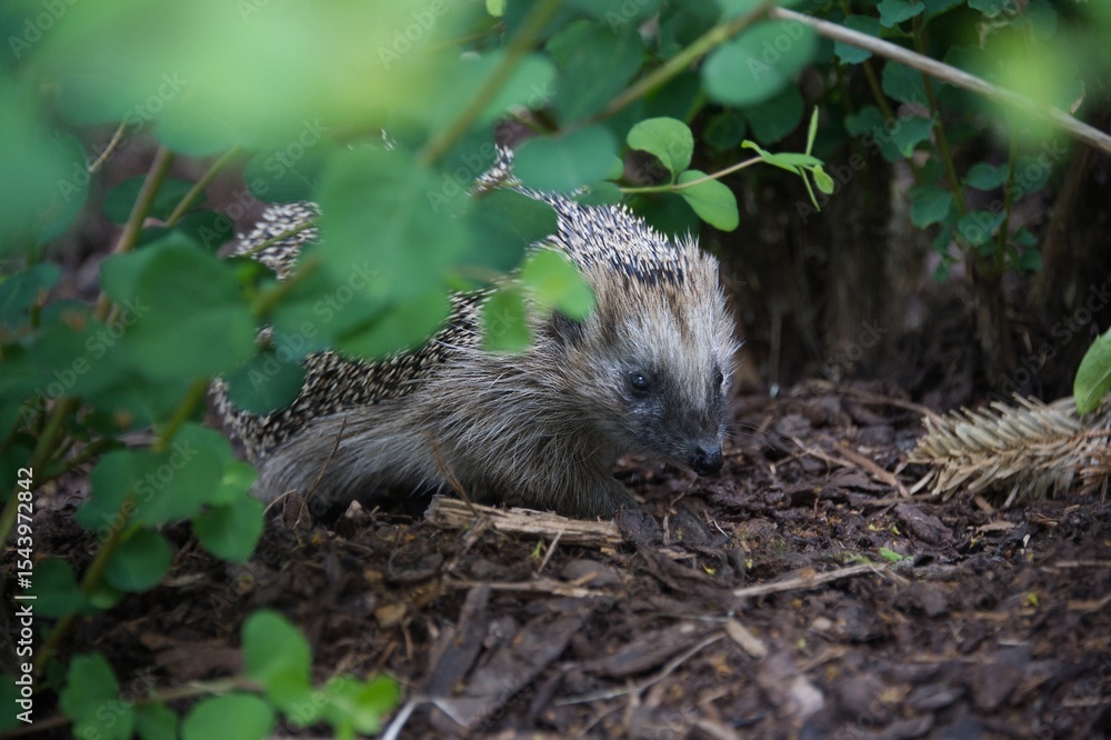 Naklejka premium Close up photo of a hedgehog with diffuse vegetation in the foreground.