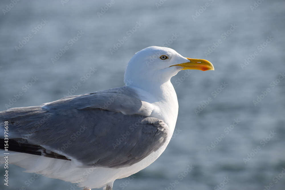 Fototapeta premium seagull on the beach