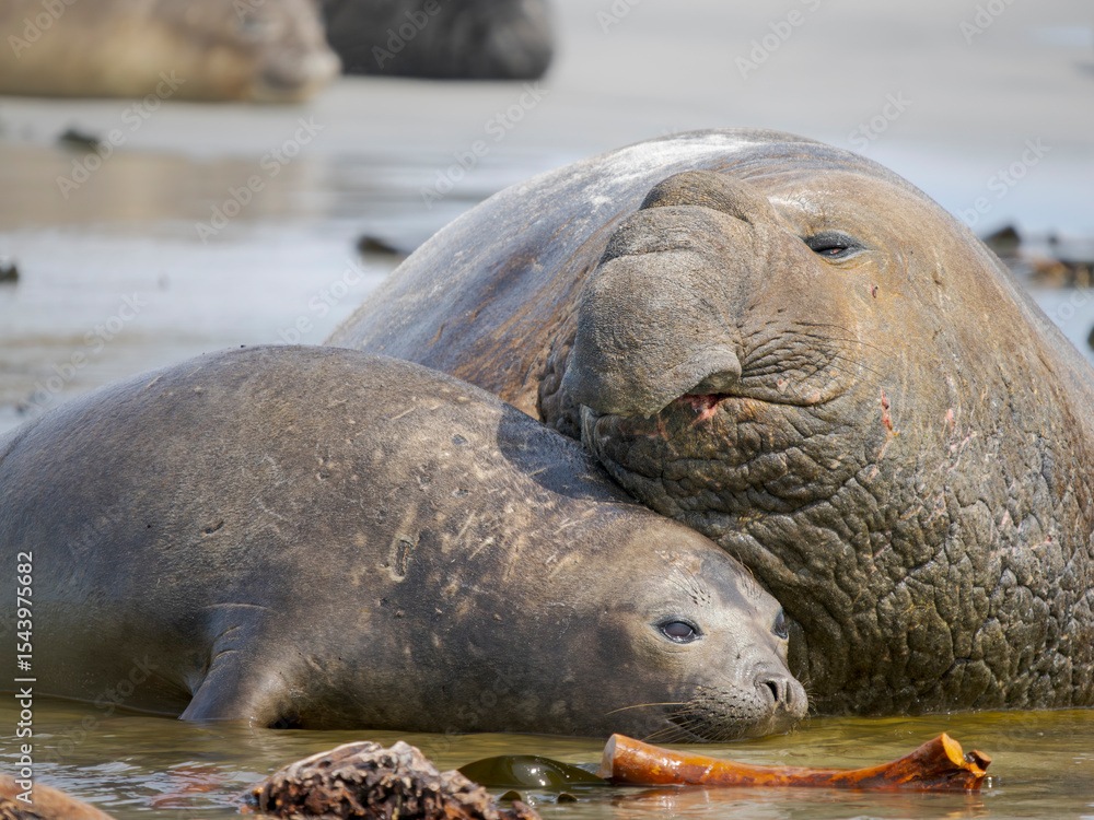Fototapeta premium Mating of southern elephant seal during mating and pupping season on a beach on Sea Lion Island. South America, Falkland Islands.
