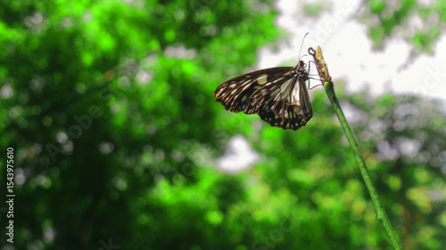 Macro photo of a brown butterfly with white spots perching on a thin green twig in a tropical rainforest. Beautiful bokeh background of leaves. Great for nature and wildlife articles