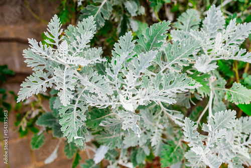 Schilderij op canvas Close-up of dusty miller plant leaves with silvery-white foliage