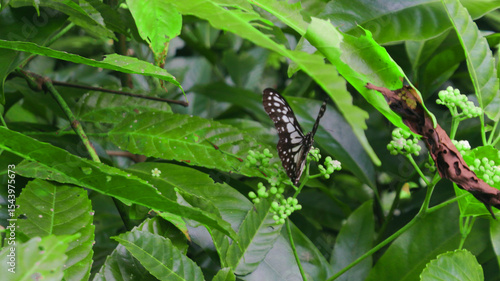Macro photo of a brown butterfly with white spots perching on a thin green twig in a tropical rainforest. Beautiful bokeh background of leaves. Great for nature and wildlife articles