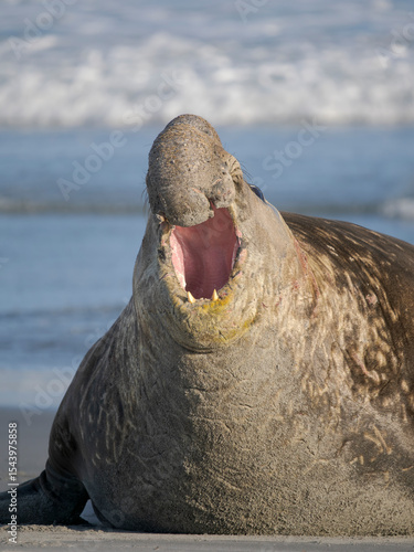 Photography Dominant Bull, aggressive posture, defending its harem