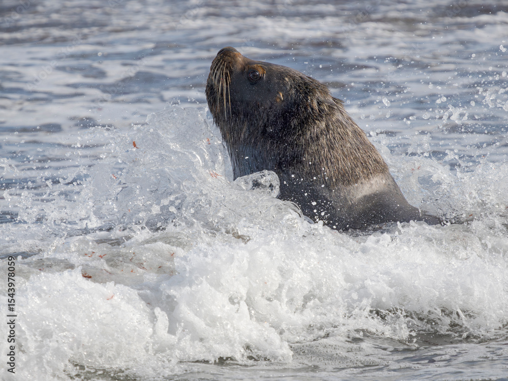 Fototapeta premium Bull on beach of Sea Lion Island. South American Sea Lion. South America, Falkland Islands.