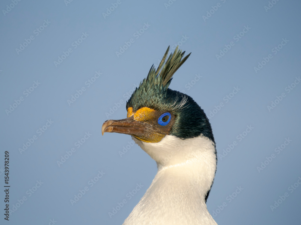 image to crop