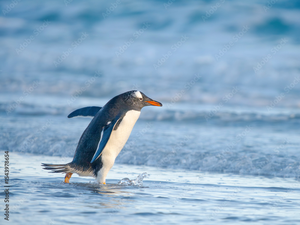 Fototapeta premium Gentoo Penguin during early morning at the coastline. South America, Falkland Islands, Saunders Island.