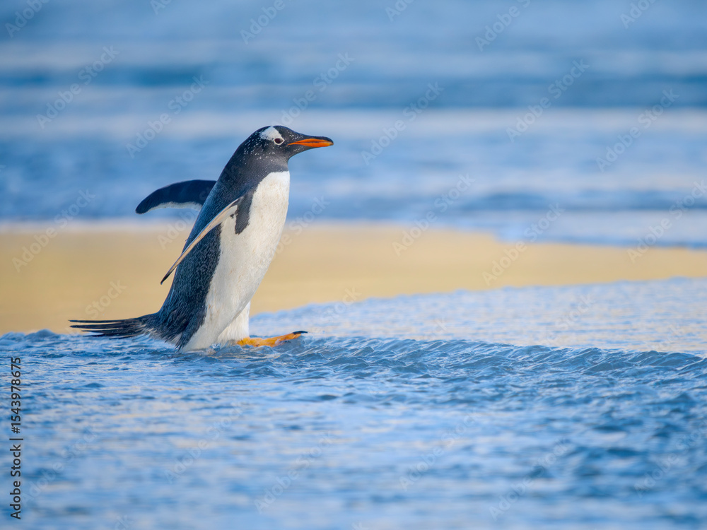 Fototapeta premium Gentoo Penguin during early morning at the coastline. South America, Falkland Islands, Saunders Island.